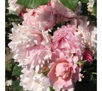 YouGarden Rose 'Sophie Rochas' in a 4 litre Pot