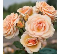 YouGarden Rose 'Sweet Honey', Established Plant in 3-4L Pot, Ready to Plant