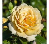 Yougarden Rose 'sweet Memories', Gift Wrapped Dwarf Floribunda Lemon Rose Potted In A 4L Pot