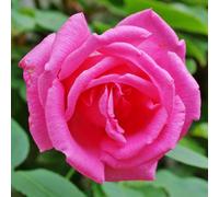 Yougarden Rose 'zephirine Drouhin', Established Plant In 4 Litre Pot, Ready To Plant Thornless Climbing Rose For Pots, Borders, Or
