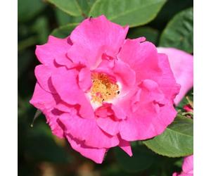 YouGarden Rose 'Zephirine Drouhin', Established Plant in 4 Litre Pot, Ready to Plant Thornless Climbing Rose for Pots, Borders, or Beds