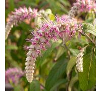 YouGarden Rostrincula Dependens Waterfall Buddleia in a 3L Pot