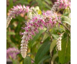 YouGarden Rostrincula Dependens Waterfall Buddleia in a 3L Pot