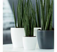Yougarden Round Mini White 7Cm Planters Set Of Six For Houseplants And Displaying Indoors