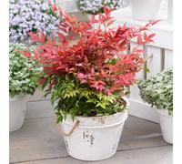 YouGarden Sacred Bamboo Nandina Obsessed 17cm pot x 1
