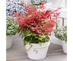 YouGarden Sacred Bamboo Nandina Obsessed 17cm pot x 1