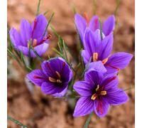 Yougarden Saffron Crocus, Crocus Sativus, 40 X Bulbs Size 9/10, Fragrant Autumn Flowers, Ready To Plant, Garden Colour