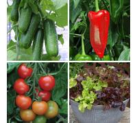 YouGarden Salad Vegetable Plug Plant Collection x 24