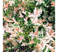 Yougarden Salix 'flamingo' Bush, Established Plant In 12Cm Pot, Ready To Plant