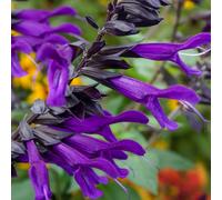 YouGarden Salvia 'Amistad' in 9cm pots x3