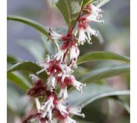YouGarden Sarcococca 'Wintergem' in a 15cm Pot