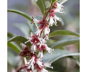 YouGarden Sarcococca 'Wintergem' in a 15cm Pot