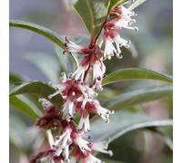 YouGarden Sarcococca 'Wintergem' in a 4.6L Pot