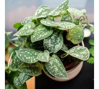 YouGarden Satin Pothos, Silver Variegated Indoor Houseplant, 12cm Pot, Evergreen Trailing Tropical Easy Care