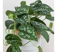 Yougarden Satin Pothos, Silver Variegated Indoor Houseplant, 12Cm Pot, Evergreen Trailing Tropical Easy Care