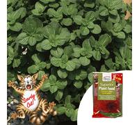 YouGarden Scaredy Cat (Coleus Canina) Plug Plants x12 & 100g Fertil...