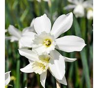 Yougarden Scented Double Flowered Daffodil 'replete' Bulbs, Pack Of 15, Autumn Planting For Spring Flowering