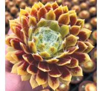 Yougarden - Sempervivum 'lemon Flare' In A 9Cm Pot