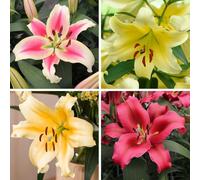 YouGarden Skyscraper Lily Collection, 12 Bulbs Size 16/18, Fragrant Summer Garden Colour, Hardy Patio Plants