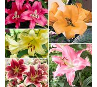 YouGarden Premium Skyscraper Giant Lily Collection 15 x Bul 15 bulbs Multi