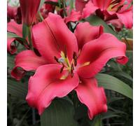 YouGarden Skyscraper Lily 'Palazzo', 3 x Bulbs, Size 16/18, Tall Red Pink Fragrant Summer Flowering