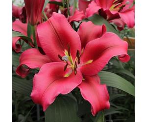 YouGarden Skyscraper Lily 'Palazzo', 3 x Bulbs, Size 16/18, Tall Red Pink Fragrant Summer Flowering