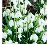 Yougarden Snowdrop Bulbs 'galanthus Nivalis', Supplied As 30 Bulbs, Ready To Autumn Plant, Spring Bulbs