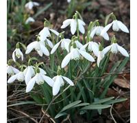 YouGarden Snowdrop Bulbs 'Galanthus nivalis', Supplied as 60 Bulbs, Ready to Autumn Plant, Spring Bulbs