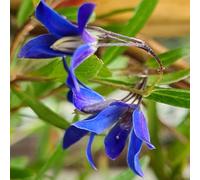 YouGarden - Sollya heterophylla ‘Ultra Blue’ Three Established Plants in 9cm Pots