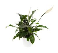 YouGarden Spathiphyllum Peace Lily, Indoor Plant, Air Purifying Plant, Live Plants For Home Decoration, Real Indoor Plant, For An Office, Home, and Living Spaces, Including a 13cm Plant Pot