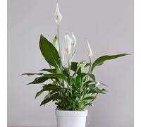 YouGarden Spathiphyllum Peace Lily Plant 'Cupido' in 9cm Pot, Air Purifying Houseplant for Homes and Office, Easy to Care for Peace Lily Plant