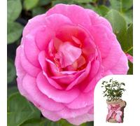 YouGarden 'Special Mum' Floribunda Mother's Day Rose, Pink, Strongly Fragrant, Repeat Flowering, Gift Wrapped, Ready To Plant 4 Litre Pot