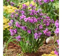 YouGarden Spider Lily 'Brainstorm', Set of Three Established Tradescantia in 9cm Pots, Stunning Variegated Foliage with Summer Flowers, Perfect for Pots and Borders
