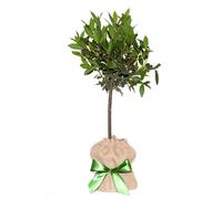 YouGarden Standard Bay Tree Gift Wrapped