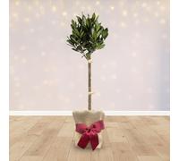 YouGarden Standard Bay Tree in Gift Wrap, 70-80cm Evergreen Kitchen Herb, Ready To Plant, Festive Garden Gift