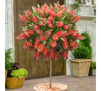 YouGarden Callistemon standard 80-110cm 21cm 70-100cm T Pink