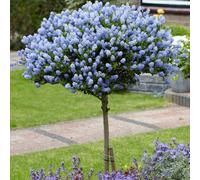 You Garden Yougarden Hardy Ceanothus Standard 65-90Cm In 19Cm Pot, California Lilac Tree For Gardens, Supplied As An Established Plant