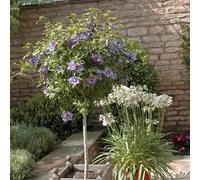 YouGarden Hibiscus Chiffon Blue Standard Tree Pot 3L 90cm - Wilko