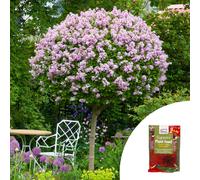 YouGarden Standard Lilac Palibin with 100g Fertiliser