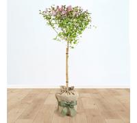 YouGarden Standard Lilac Tree Syringa 'Palibin' 90-120cm Tall in 3L Pot, Gift Wrapped Tree in Brown Hessian Bag with Green Fabric Bow, Potted Trees & Shrubs for Gardens or Patios