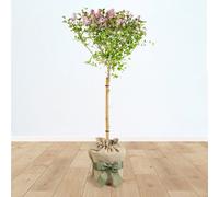 Yougarden Standard Lilac Tree Syringa 'palibin' 90-120Cm Tall In 3L Pot, Gift Wrapped Tree In Brown Hessian Bag With Green Fabric