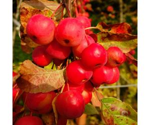 YouGarden Standard Malus Red Sentinel 3L pot