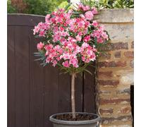 YouGarden Standard Oleander Shades of Pink in 18cm pot