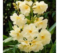 YouGarden Standard Oleander Yellow 18cm Pot
