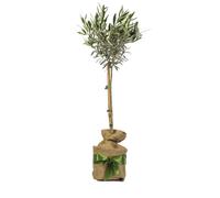 YouGarden Hardy Ornamental Olive Tree Standard 80-90cm Tall, Gift Wrapped Established Plant in Brown Hessian Bag with Green Fabric Bow, Ready to Plant or Gift