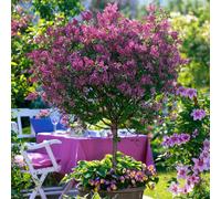 YouGarden Syringa 'Palibin' (Lilac) standard 90cm 3L 3L pot Purple