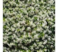YouGarden Star Jasmine Trachelospermum jasminoides Set of Three Established Plants in 9cm Pots