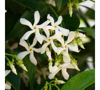 YouGarden Star Jasmine Trachelospermum jasminoides Set of Three Established Plants in 8cm Pots