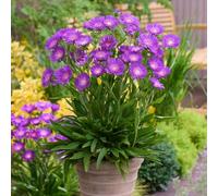 YouGarden Stokesia laevis 'Amethyst', Stokes' Aster, 3 x Deep Purple Summer Flowering Perennials, Drought Tolerant, Ready To Plant, 9cm Pots