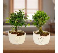 Yougarden Straight Trunk Bonsai Tree, Indoor Tree In 15Cm Ceramic Pot, Easy Care Gift Plant